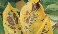 Magnezyum Eksikliği Belirtileri