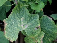 Magnezyum Eksikliği Neden Olur?